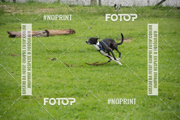 Buy your photos of the event2 PET RUNNER 2019 on Fotop