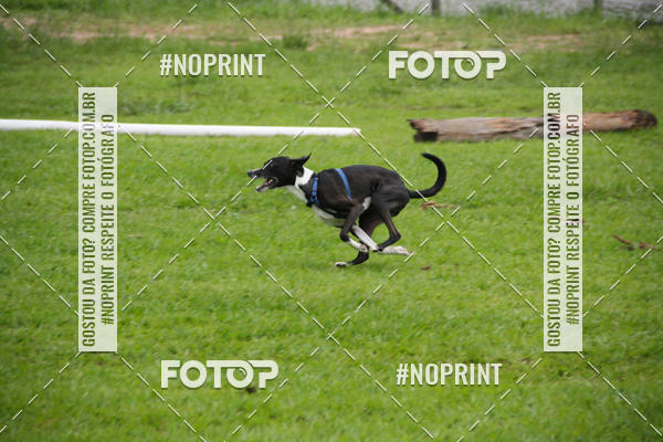 Buy your photos of the event2 PET RUNNER 2019 on Fotop
