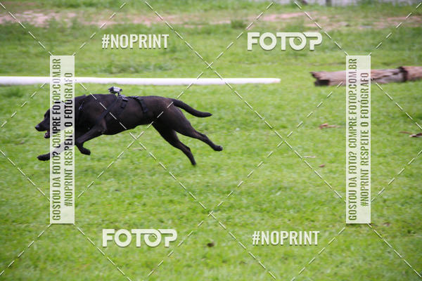 Buy your photos of the event2 PET RUNNER 2019 on Fotop