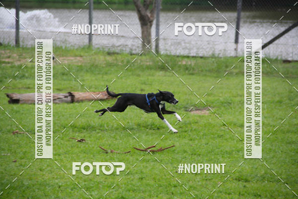 Buy your photos of the event2 PET RUNNER 2019 on Fotop