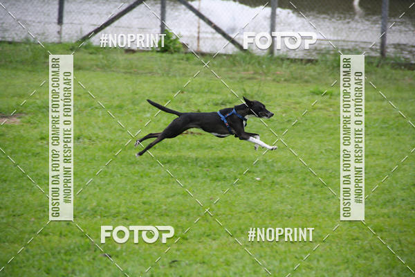 Buy your photos of the event2 PET RUNNER 2019 on Fotop