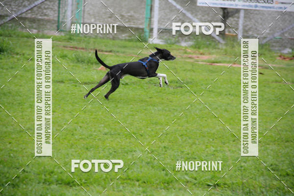 Buy your photos of the event2 PET RUNNER 2019 on Fotop