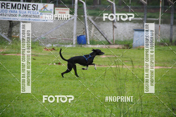 Buy your photos of the event2 PET RUNNER 2019 on Fotop