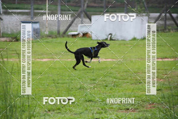 Buy your photos of the event2 PET RUNNER 2019 on Fotop