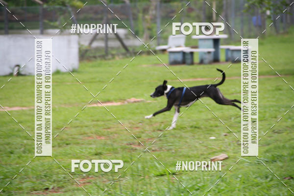 Buy your photos of the event2 PET RUNNER 2019 on Fotop