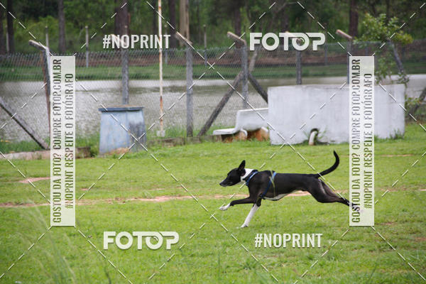 Buy your photos of the event2 PET RUNNER 2019 on Fotop