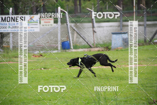 Buy your photos of the event2 PET RUNNER 2019 on Fotop