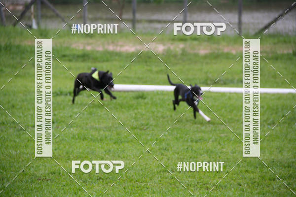 Buy your photos of the event2 PET RUNNER 2019 on Fotop