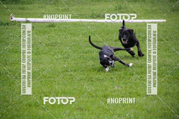 Buy your photos of the event2 PET RUNNER 2019 on Fotop