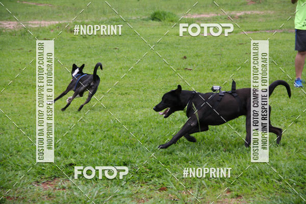 Buy your photos of the event2 PET RUNNER 2019 on Fotop