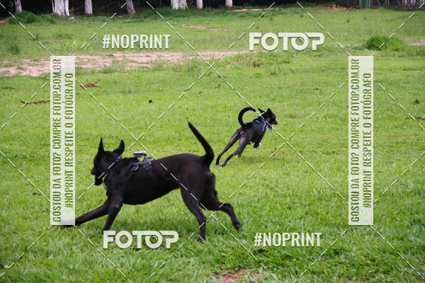 Buy your photos of the event2 PET RUNNER 2019 on Fotop