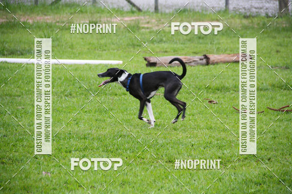 Buy your photos of the event2 PET RUNNER 2019 on Fotop