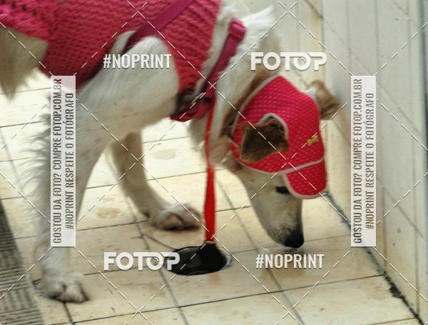 Buy your photos of the event2 PET RUNNER 2019 on Fotop
