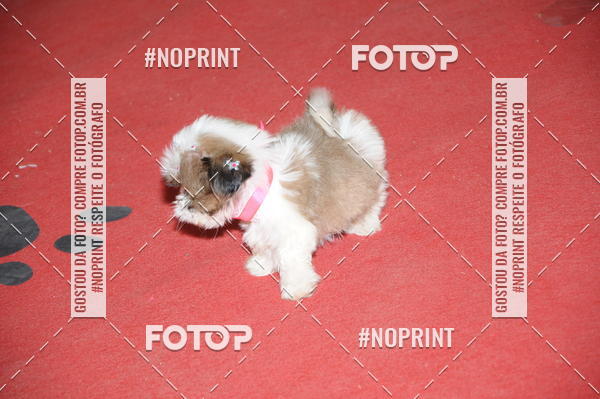 Buy your photos of the eventCo Curso Desfile de Ces on Fotop