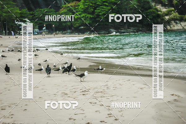 Buy your photos of the event Treino Swimrun Brasil. - SRB on Fotop