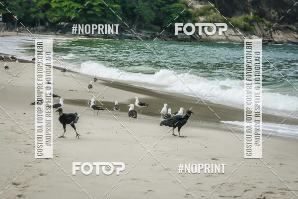 Buy your photos of the event Treino Swimrun Brasil. - SRB on Fotop