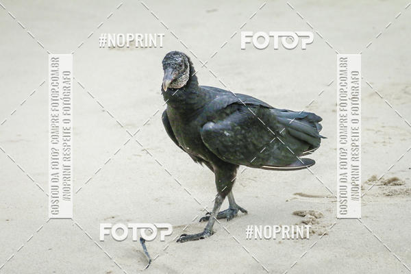 Buy your photos of the event Treino Swimrun Brasil. - SRB on Fotop