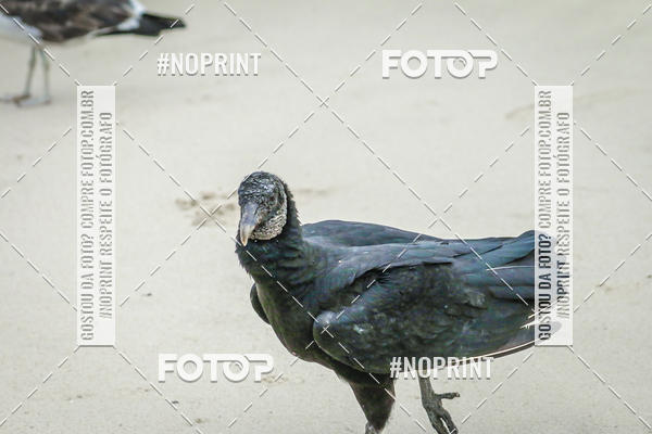 Buy your photos of the event Treino Swimrun Brasil. - SRB on Fotop