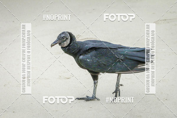 Buy your photos of the event Treino Swimrun Brasil. - SRB on Fotop