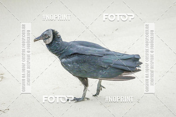 Buy your photos of the event Treino Swimrun Brasil. - SRB on Fotop