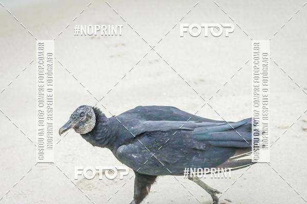 Buy your photos of the event Treino Swimrun Brasil. - SRB on Fotop