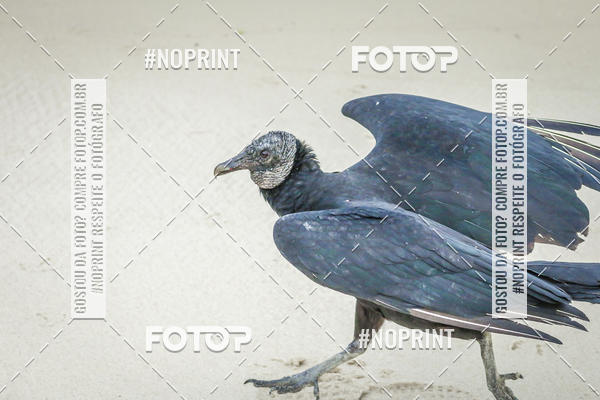 Buy your photos of the event Treino Swimrun Brasil. - SRB on Fotop