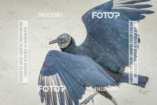 Buy your photos of the event Treino Swimrun Brasil. - SRB on Fotop