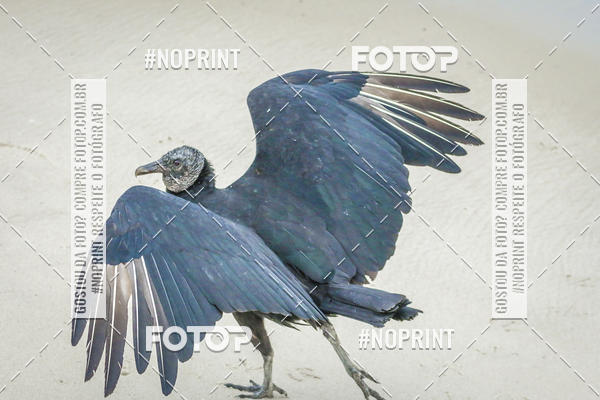 Buy your photos of the event Treino Swimrun Brasil. - SRB on Fotop