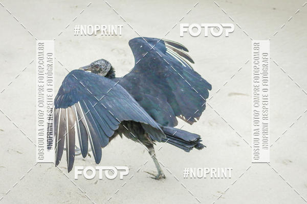 Buy your photos of the event Treino Swimrun Brasil. - SRB on Fotop