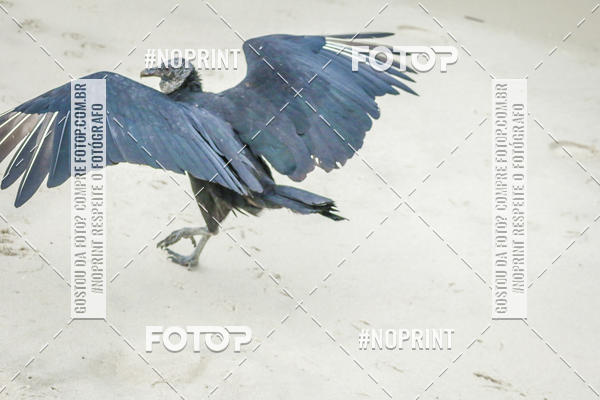 Buy your photos of the event Treino Swimrun Brasil. - SRB on Fotop