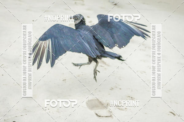 Buy your photos of the event Treino Swimrun Brasil. - SRB on Fotop