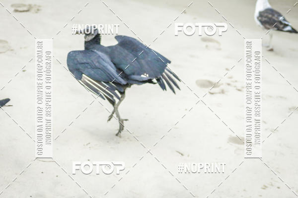 Buy your photos of the event Treino Swimrun Brasil. - SRB on Fotop