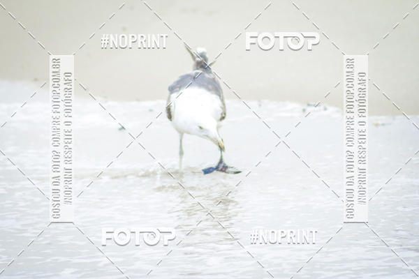 Buy your photos of the event Treino Swimrun Brasil. - SRB on Fotop