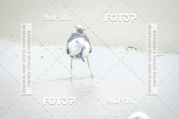 Buy your photos of the event Treino Swimrun Brasil. - SRB on Fotop