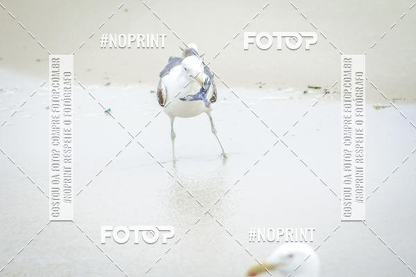 Buy your photos of the event Treino Swimrun Brasil. - SRB on Fotop