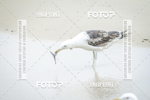 Buy your photos of the event Treino Swimrun Brasil. - SRB on Fotop