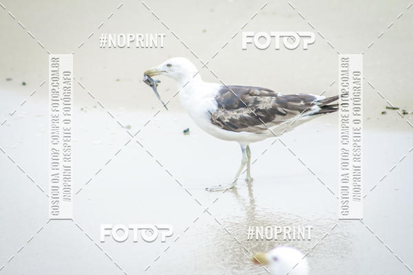 Buy your photos of the event Treino Swimrun Brasil. - SRB on Fotop