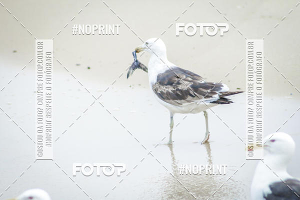 Buy your photos of the event Treino Swimrun Brasil. - SRB on Fotop