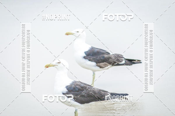 Buy your photos of the event Treino Swimrun Brasil. - SRB on Fotop