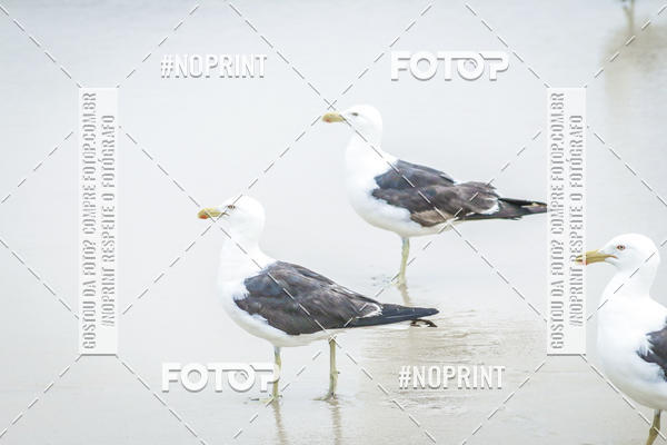 Buy your photos of the event Treino Swimrun Brasil. - SRB on Fotop