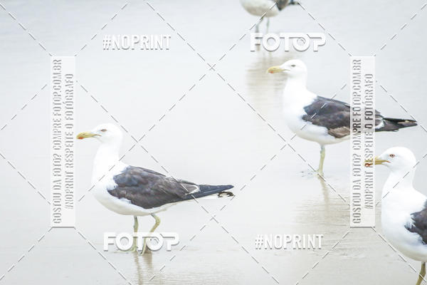 Buy your photos of the event Treino Swimrun Brasil. - SRB on Fotop