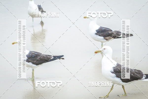 Buy your photos of the event Treino Swimrun Brasil. - SRB on Fotop