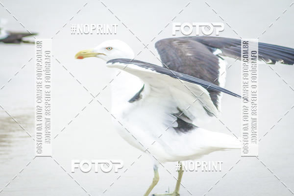 Buy your photos of the event Treino Swimrun Brasil. - SRB on Fotop