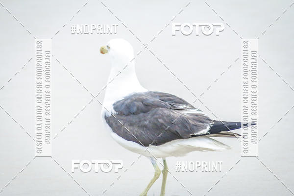 Buy your photos of the event Treino Swimrun Brasil. - SRB on Fotop