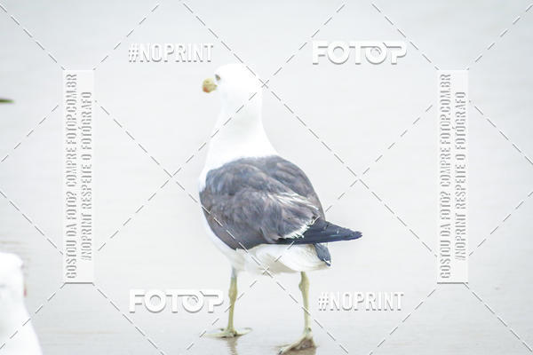 Buy your photos of the event Treino Swimrun Brasil. - SRB on Fotop