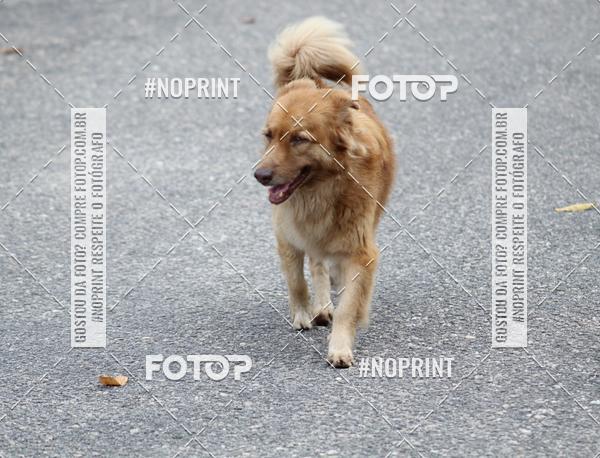 Buy your photos of the eventCORRIDA DA SADE 2019 on Fotop