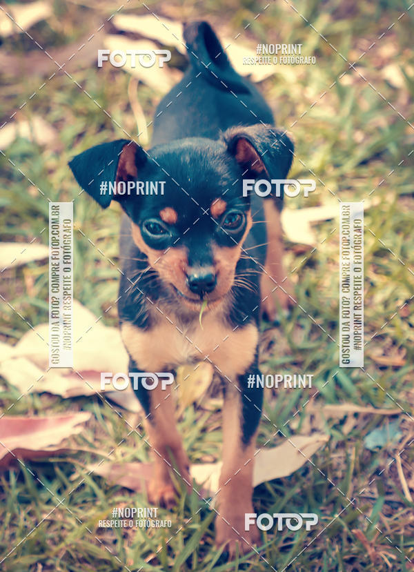Buy your photos of the eventVai Tot Santa Maria on Fotop