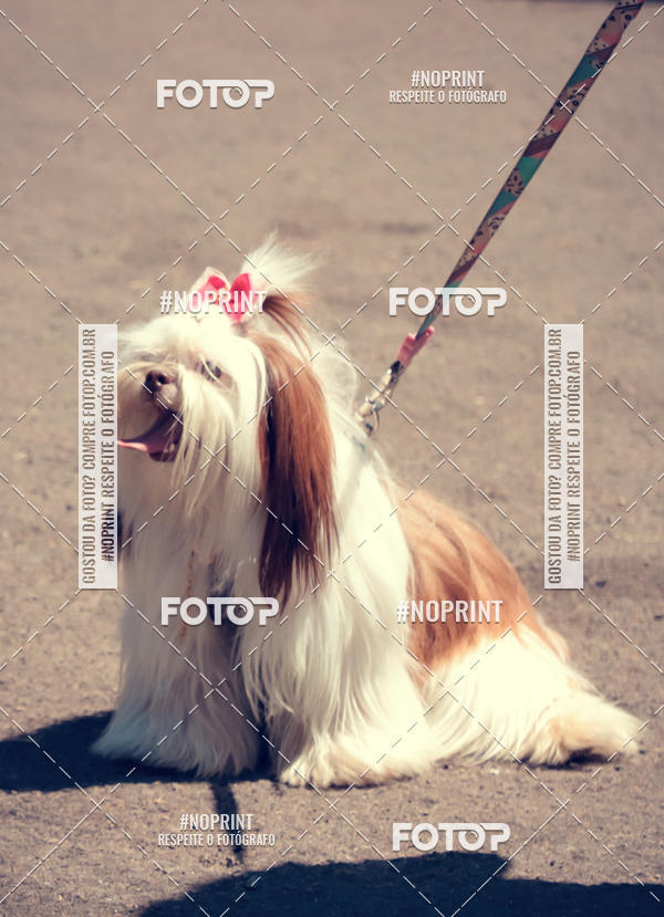 Buy your photos of the eventVai Tot Santa Maria on Fotop