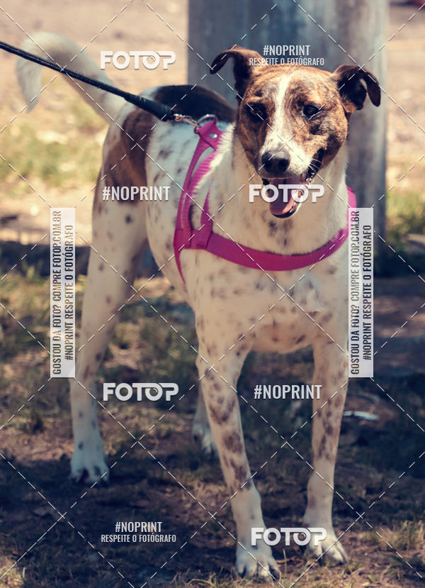 Buy your photos of the eventVai Tot Santa Maria on Fotop