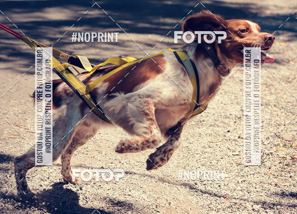 Buy your photos of the eventVai Tot Santa Maria on Fotop